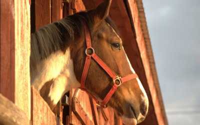 Fun Horse (samodzielny kłus)